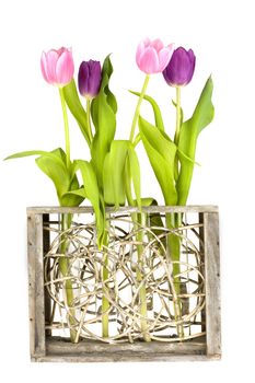 four tulips in a row in a vase
