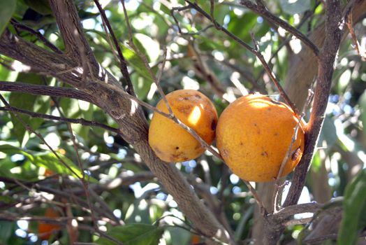 an orange tree in summer