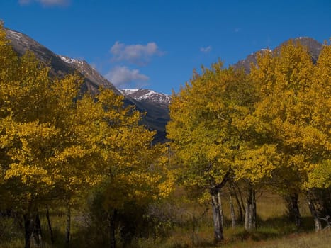 Autumn in Horsehoe Park  - Rocky Mountain National Park
