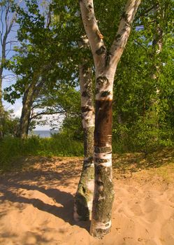 Birch trees growing in the sand along the shore of Lake Superior