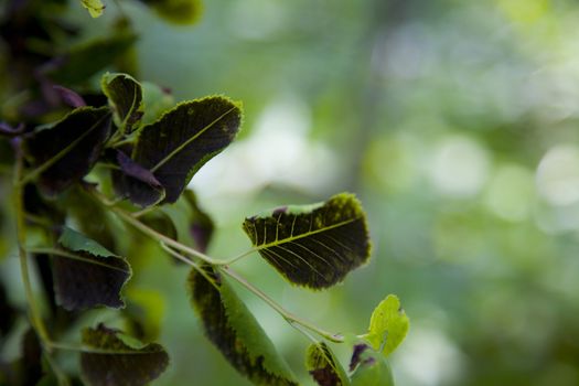 Black on green lives emerge from the forest 