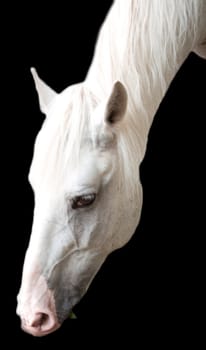 Portrait of the white horse is isolated on a black background