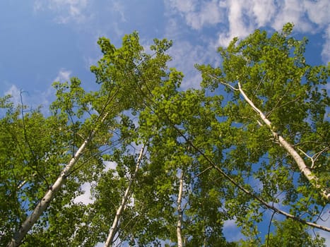 Green birch trees reaching into a blue sky in the North Woods of Minnesota.