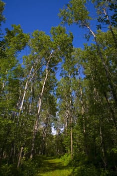 Green forest below a deep blue sky in the North Woods of Minnesota,