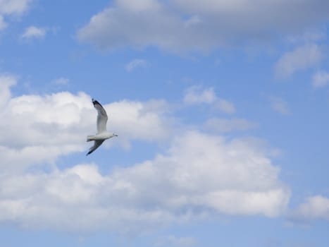 A gull flying into blue sky.