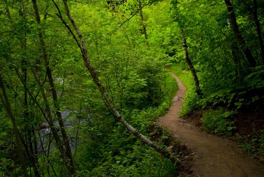 A path out of the dark forest of the North Woods of Minnesota.