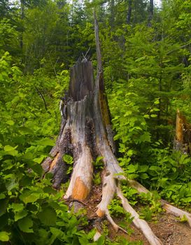 A large broken stump in a thick green forest