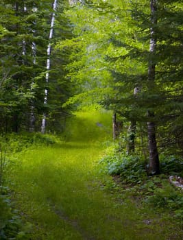 A green track through the wet North Woods of Minnesota.