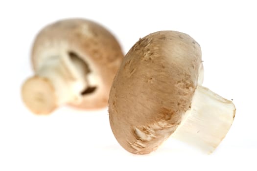 two chestnut mushrooms on a white background