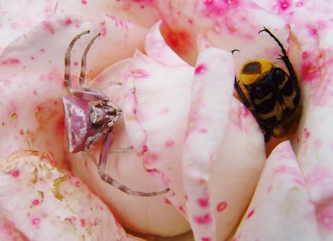 A spider is hunting a bug in a rose flower