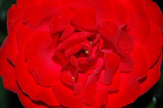 red rose in macro isolated on the black background