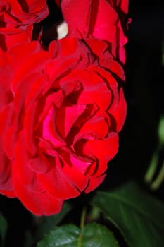 red beautiful rose isolated on the black background