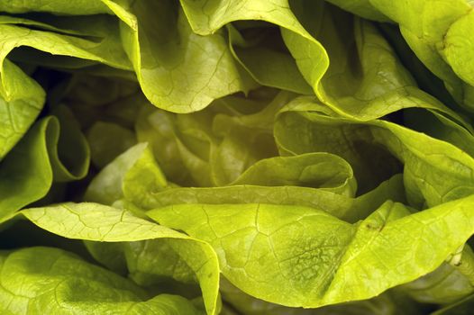 a background made of fresh lettuce