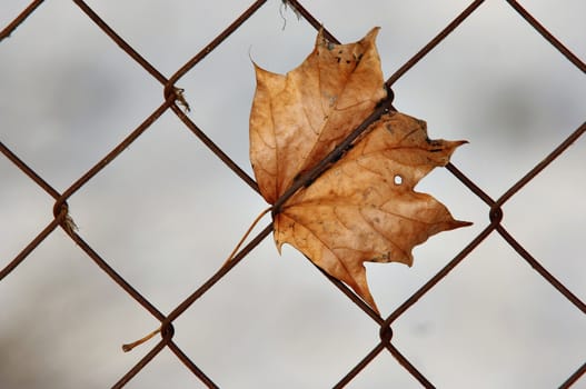 Autumn maple leaf in wire fence