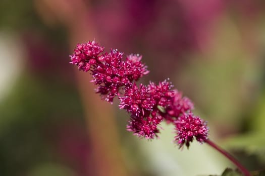 Flower Astilbe