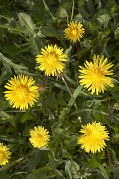 Detail of the flowering dandelions