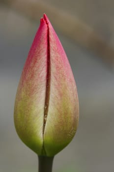 Close-up (macro) of the bud of parrot tulip