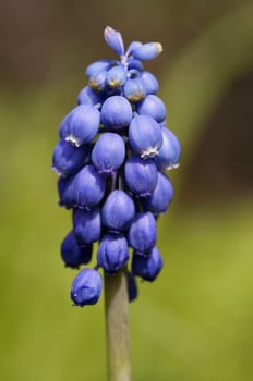 Detail of the spring flower - grape hyacinth