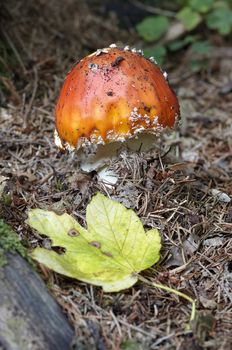 Detail of the fly poison amanita - poisonous mushroom