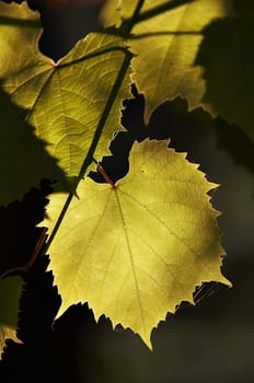 Detail of the leaves of the grapevine in the back lighting - cultivation of the vine