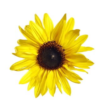 Close-up of the bloom of wild sunflower