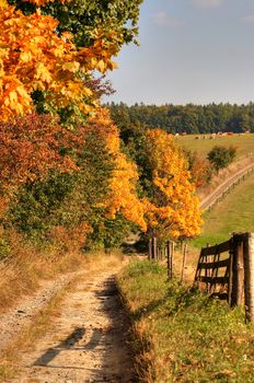 Cart-road and autumn landscape - fall colors - cow range