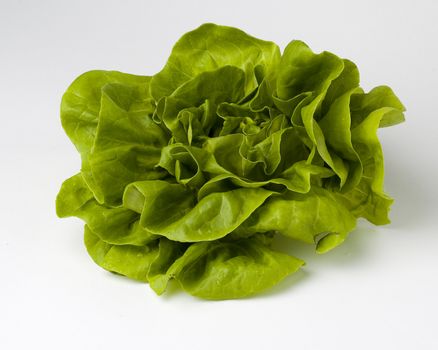 Green boston lettuce on a white background