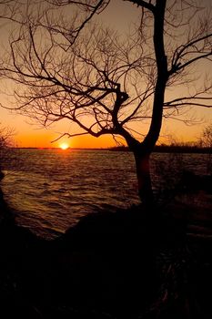 a beautiful sunset on a river side and a silhouaite of a tree