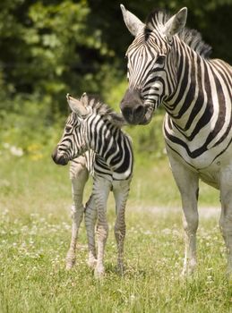 Baby zebra and his mother standing in grass