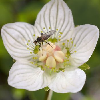 The small black fly on a white flower