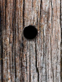 Macro-photo of a hole made by the bug in a tree