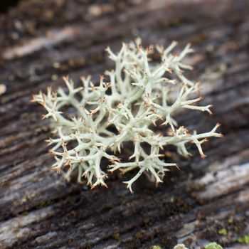 Reindeer moss photographed with strong increase