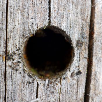 Macro-photo of a hole made by the bug in a tree