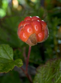 Cloudberries photographed in July on a bog
