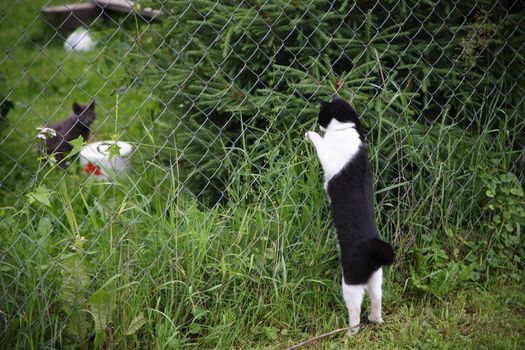 feline meeting, cats realize relations and separate territory