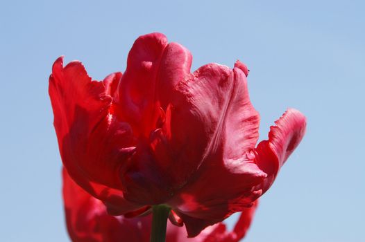 Tulipa L. 1753, Amana Honda