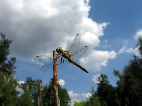 Cute dragonfly sits on the stalk on a background of blue sky with clouds