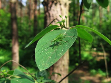 Cute green grasshopper sits on the green leaf