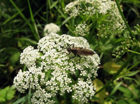 Very large fly sits on the white flowers