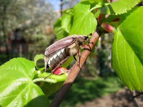 Very beautiful May-bug sits on the green branch