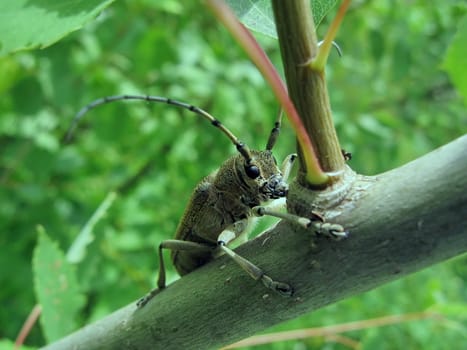 Large beetle sits on the trunk on a green background