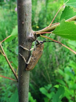 Cute large beetle sits on the trunk on a green background