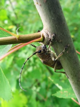 Cute large beetle sits on the trunk on a green background