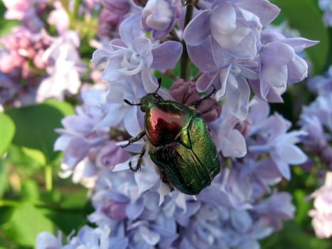 Very beautiful copper large beetle sits on the lilac flowers