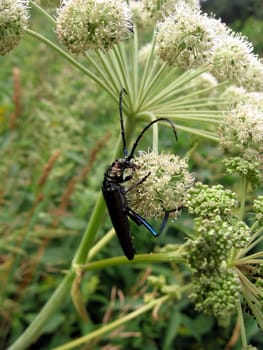 Very beautiful large beetle sits on the white flowers