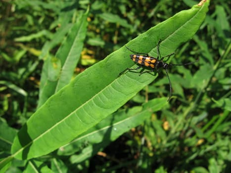 Very beautiful motley beetle sits on the white flowers