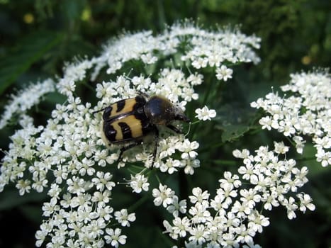 Very beautiful motley beetle sits on the white flowers