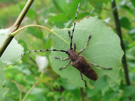 Cute large beetle sits on the leaf on a green background