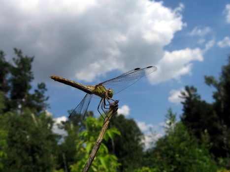 Cute dragonfly sits on the stalk on a background of blue sky with clouds