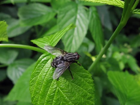 Large fly sits on the green leaf